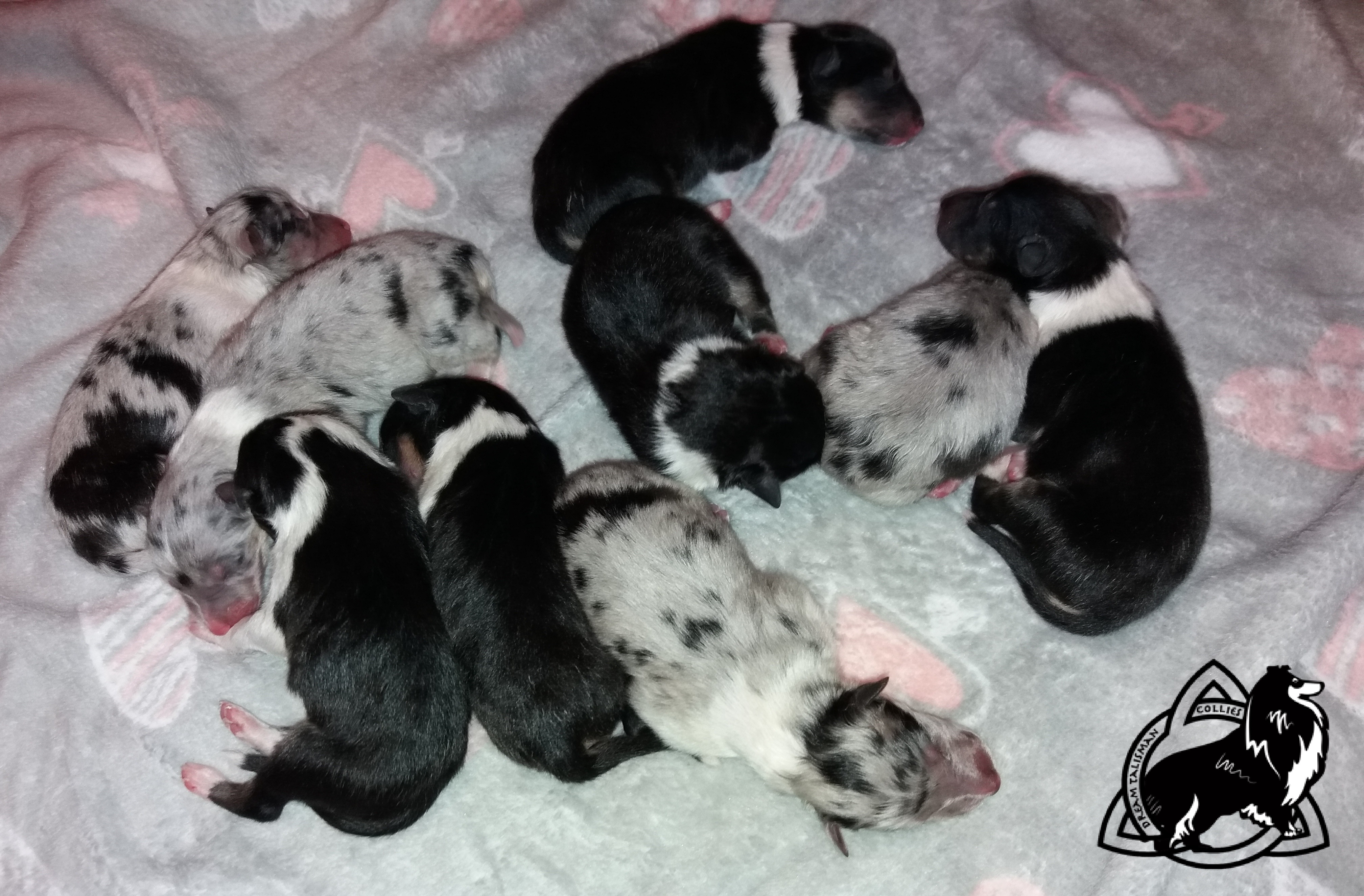 Dream Talisman second litter - 9 puppies